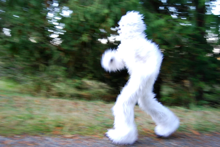 Is Your Summer Camp an Albino Sasquatch or a Grey Squirrel?